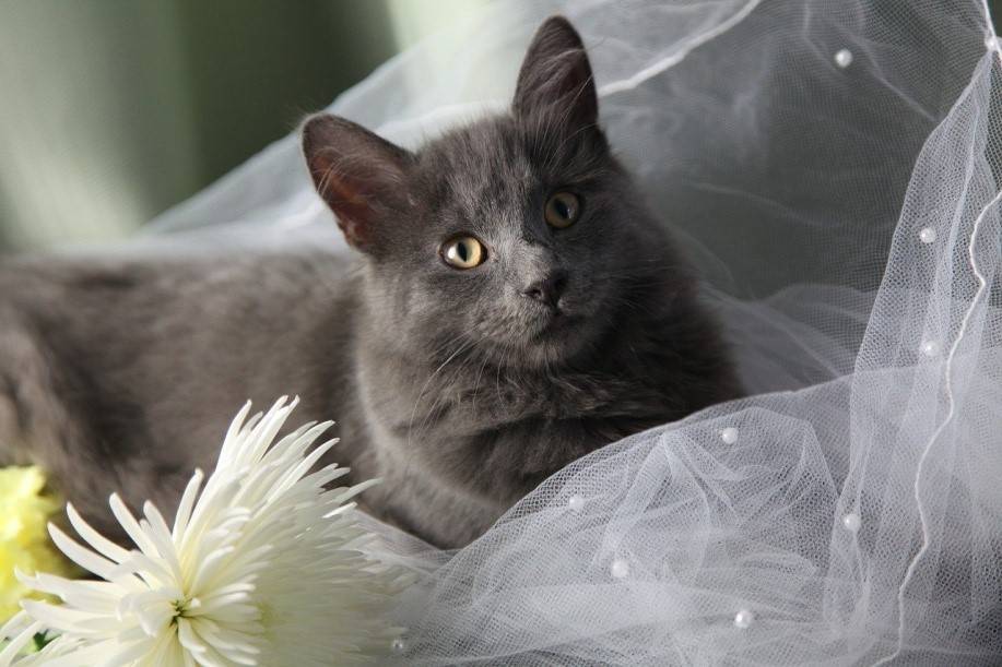 Cat be Your Wedding Officiant