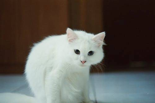 Say the Vows with a Cat