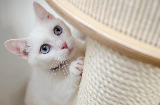 Wedding Officiant in Oklahoma City Help Train Your Cat