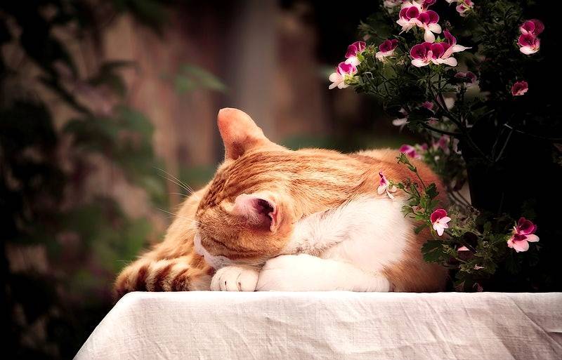 Do you want to make your cat the wedding officiant in Oklahoma on your special day? It’s not even a question! With the right wedding officiant in OKC, it’s possible!
