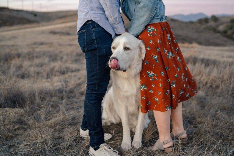 Wedding Officiant In OKC Help You Get Your Pet Ready