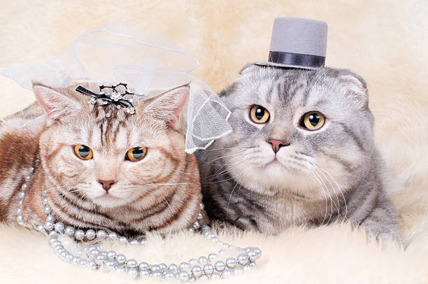 Wedding Ceremonies in Yukon With Cats